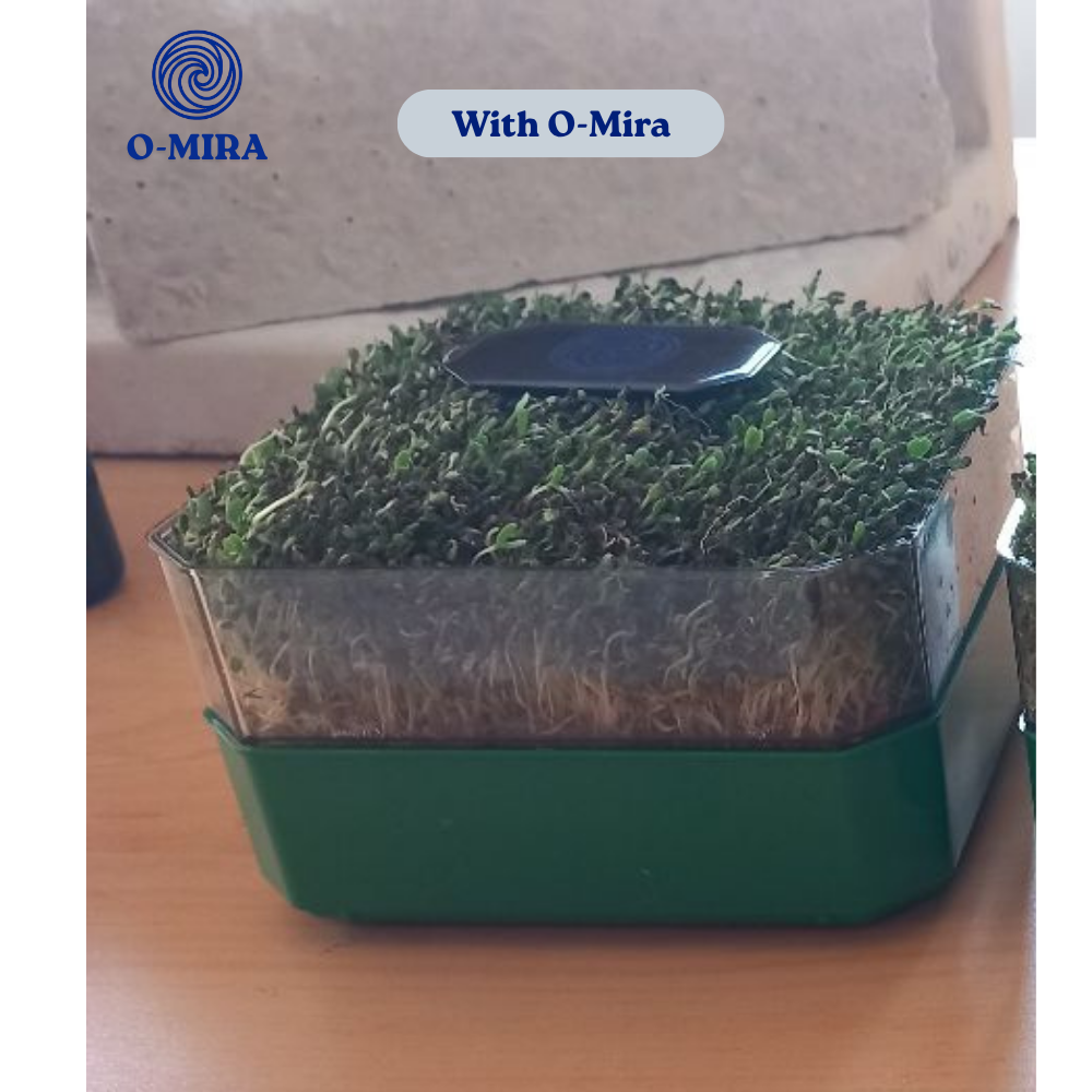 

Germination of seeds pre-exposed to O-Mira, after eight days