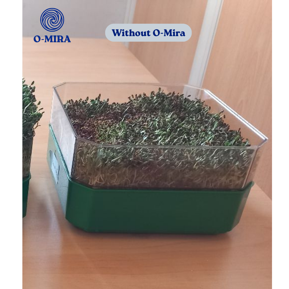

Germination of control seeds without O-Mira, after eight days
